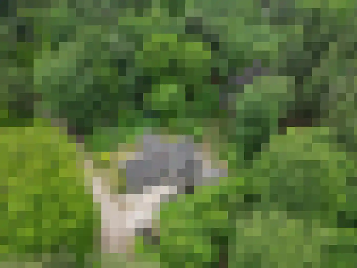 Wolfskuil 20 Ommen thumbnail 19