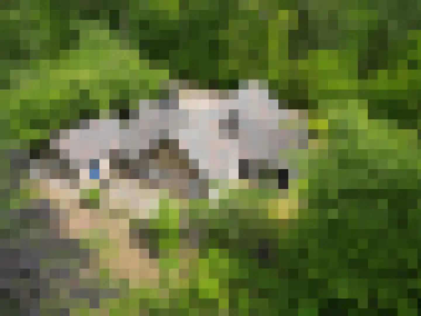 Wolfskuil 20 Ommen thumbnail 4