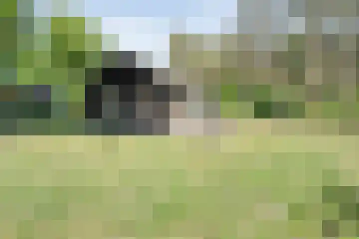 Wolfskuil 42 Ommen thumbnail 33