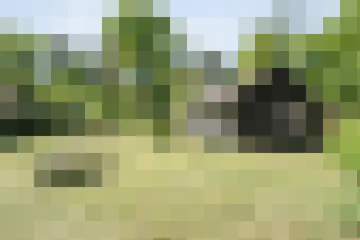 Wolfskuil 42 Ommen thumbnail 35