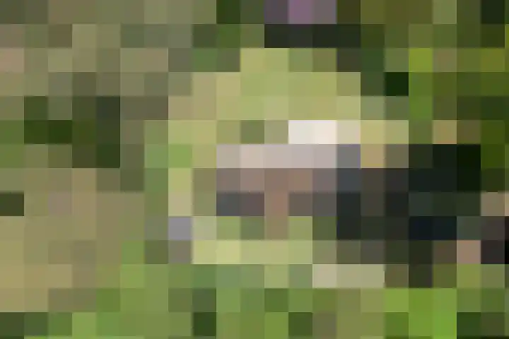 Wolfskuil 42 Ommen thumbnail 4