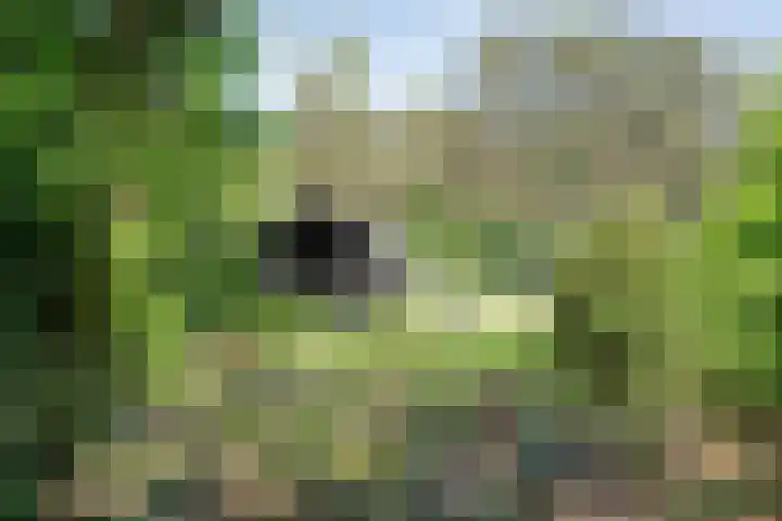 Wolfskuil 42 Ommen thumbnail 43