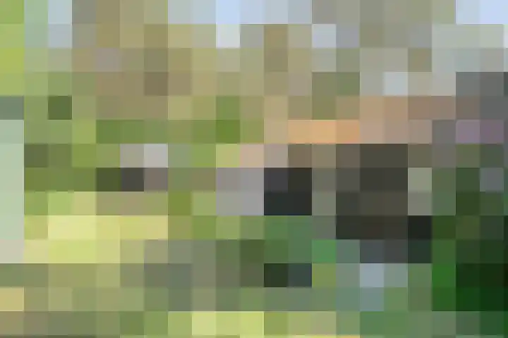 Wolfskuil 42 Ommen thumbnail 8