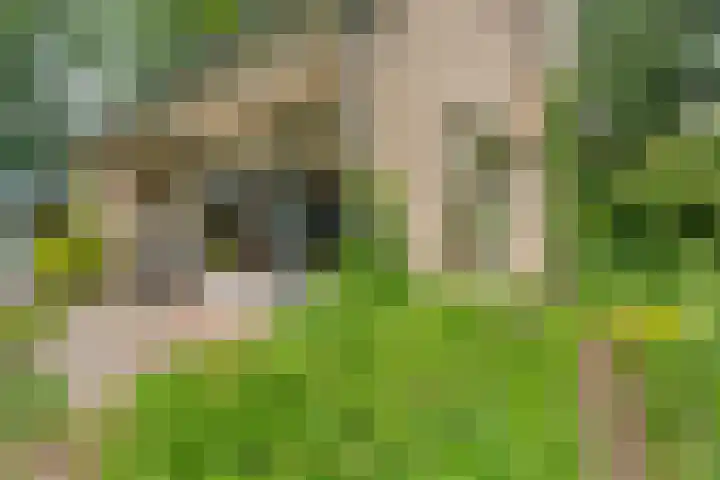 Wolfskuilstraat 22 Ommen thumbnail 52