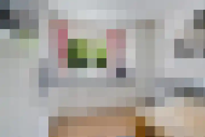 Wolfskuilstraat 7 Ommen thumbnail 15