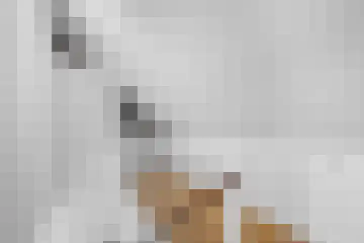 Wolfsmelkhof 19 Beilen thumbnail 24