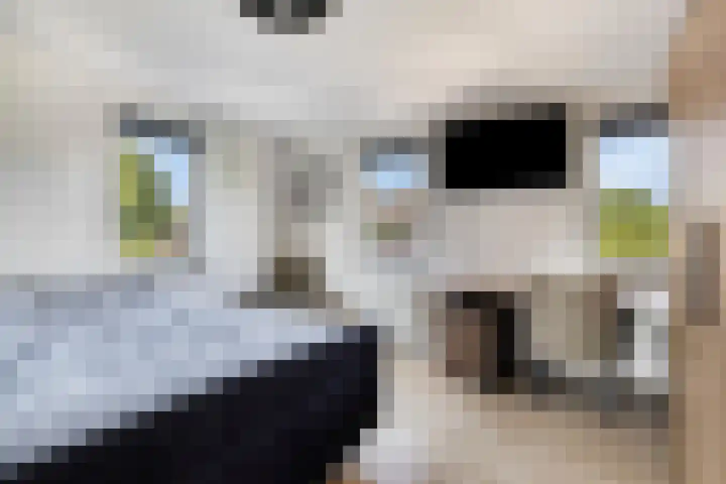 Wolfsputten 4 Prinsenbeek thumbnail 24