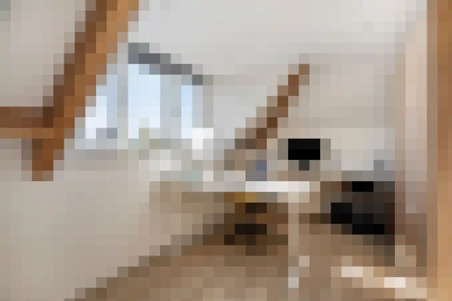 Wolfsputten 4 Prinsenbeek thumbnail 32