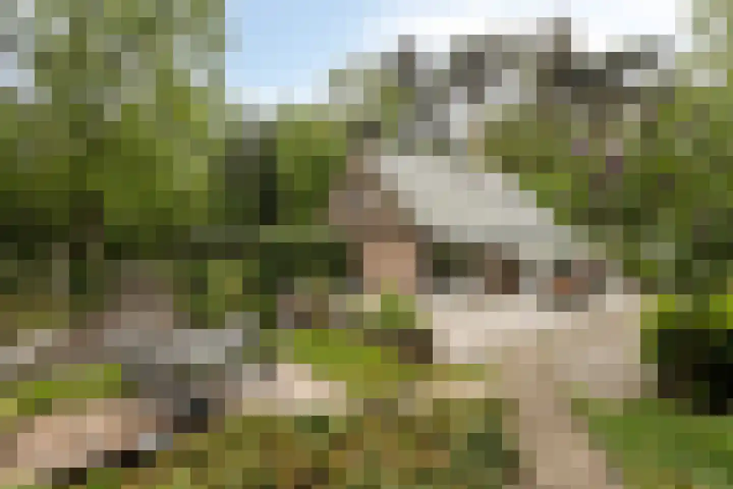 Wolfsven 11 dans Well L