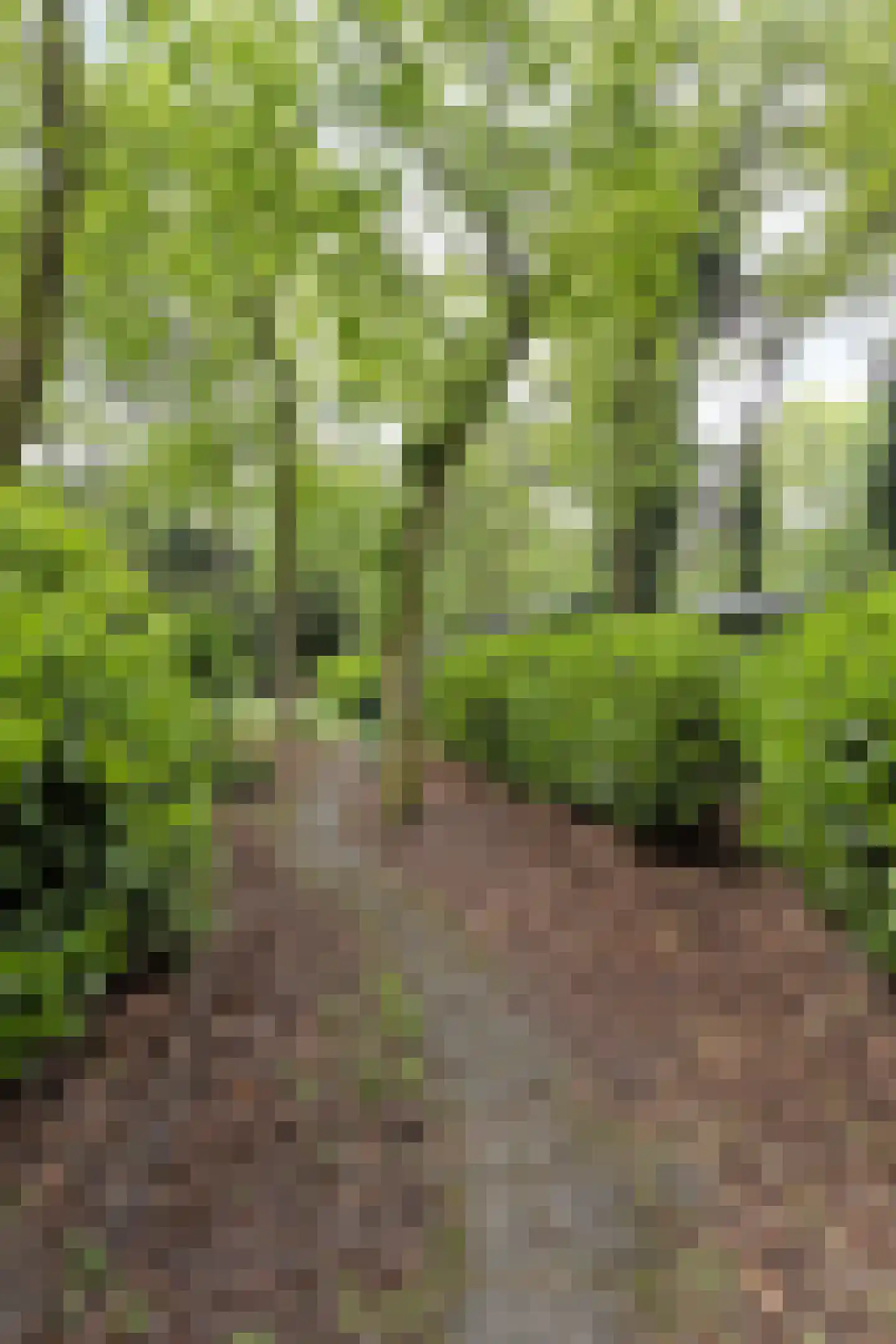 Wolfsven 11 Well L thumbnail 43