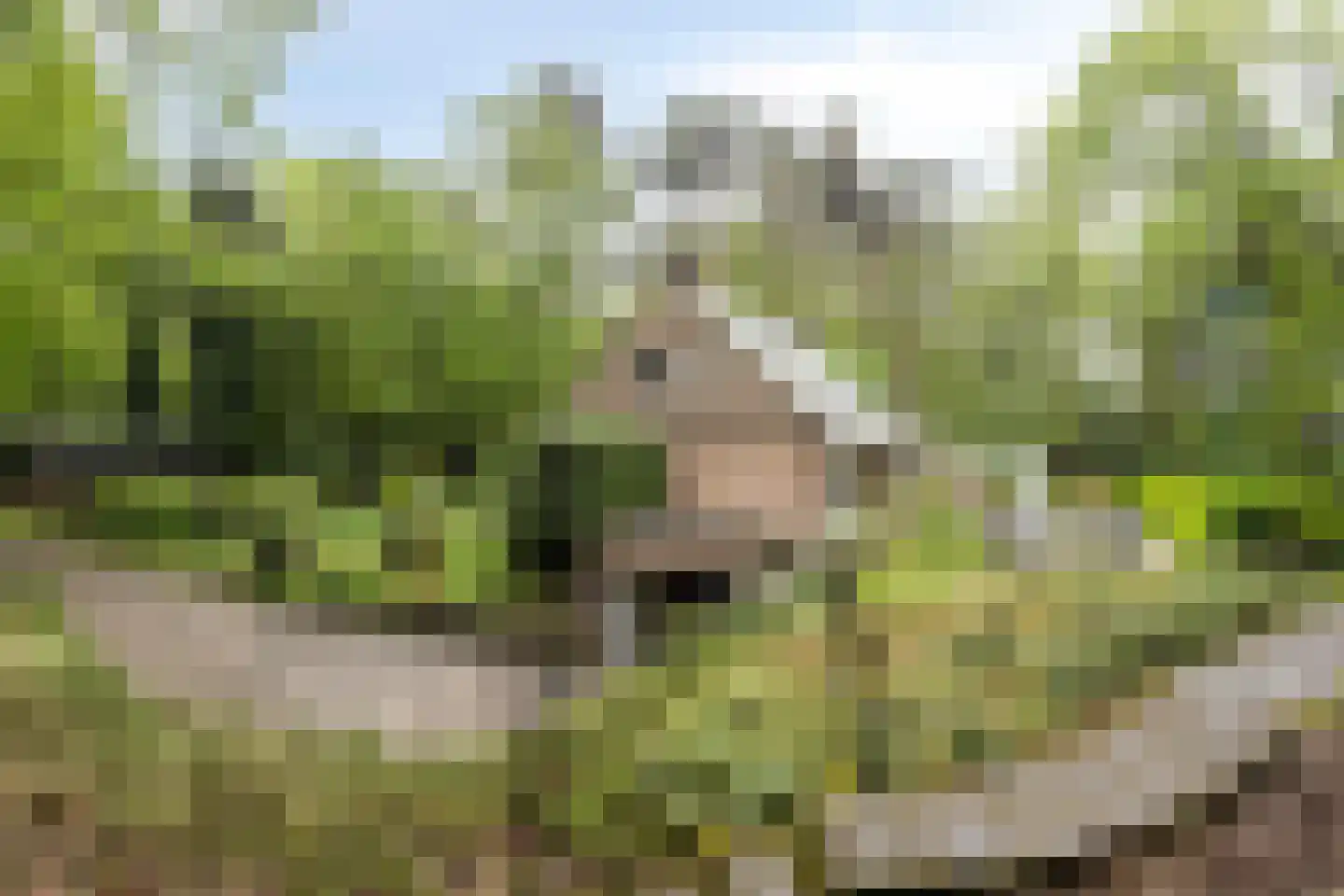 Wolfsven 11 Well L thumbnail 44