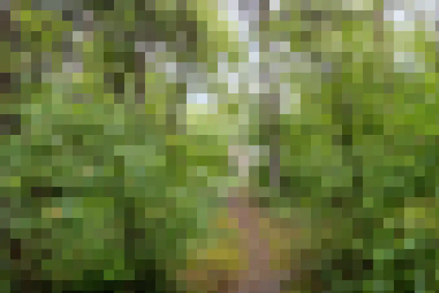 Wolfsven 11 Well L thumbnail 47