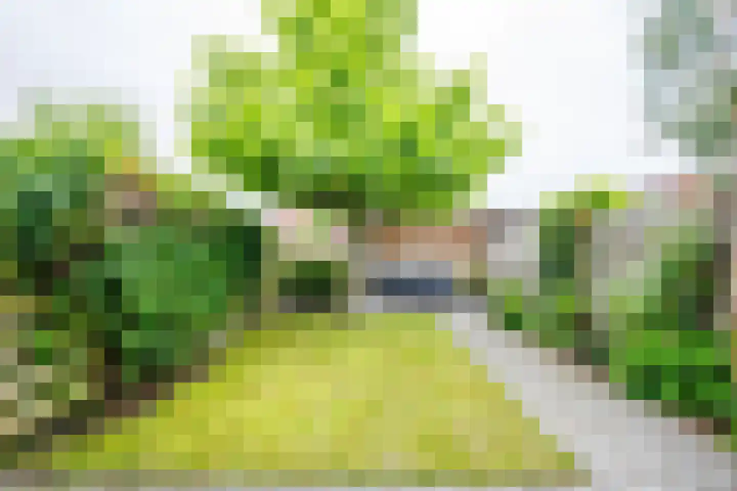 Wolga 10 Doetinchem thumbnail 13