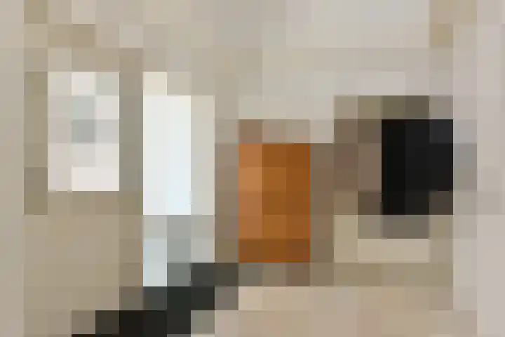 Wolkammer 8 Hoorn thumbnail 15