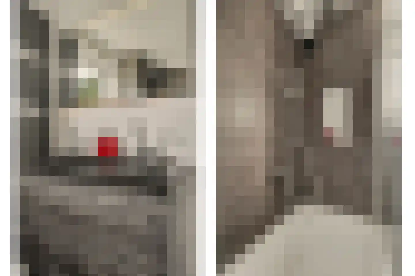 Wollegras 1 Reeuwijk thumbnail 33