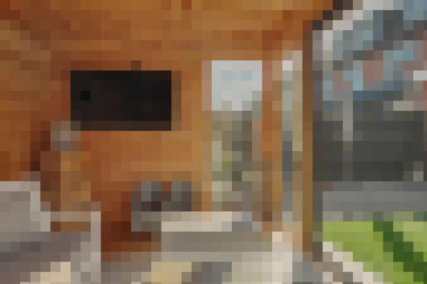Wollegras 1 Reeuwijk thumbnail 8