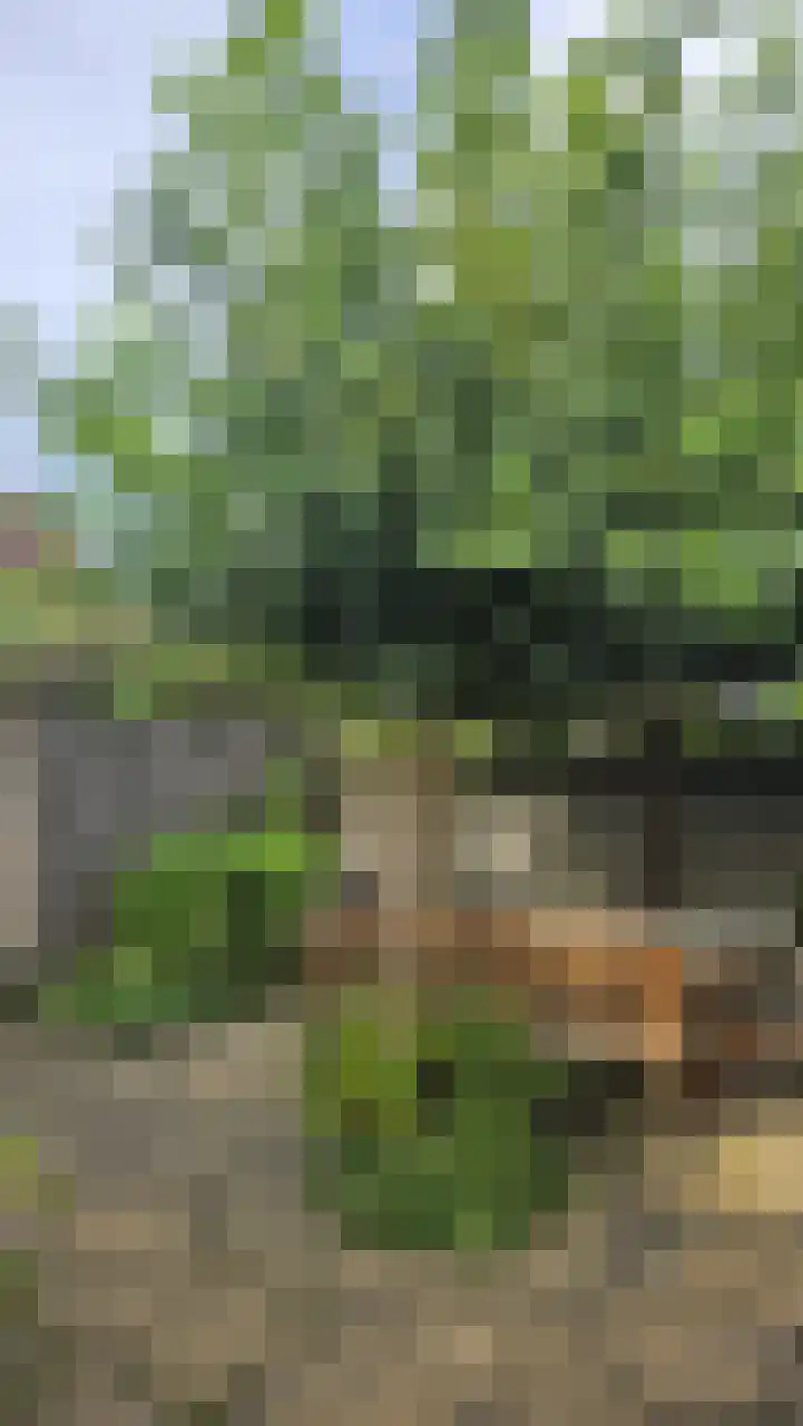 Wollegras 11 Zeewolde thumbnail 15