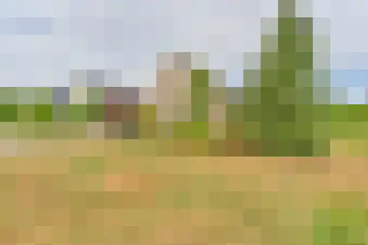 Wollegras 12 Valthermond thumbnail 4