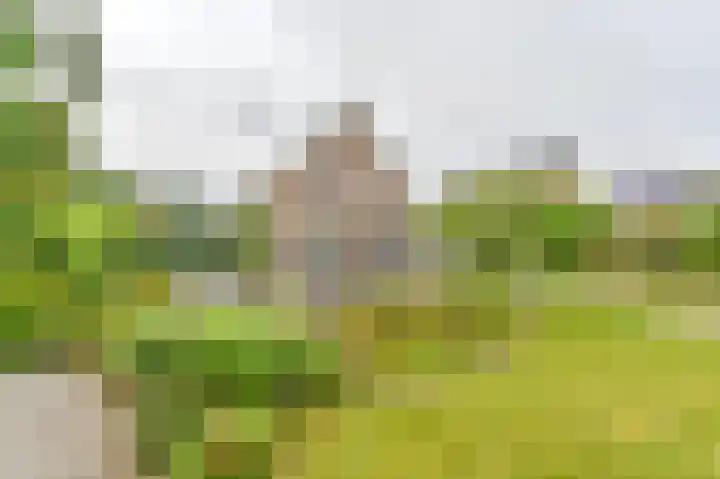 Wollegras 12 Valthermond thumbnail 50