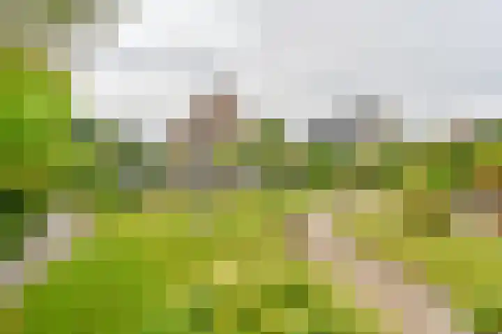 Wollegras 12 Valthermond thumbnail 51