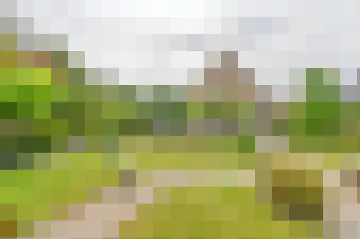 Wollegras 12 Valthermond thumbnail 53