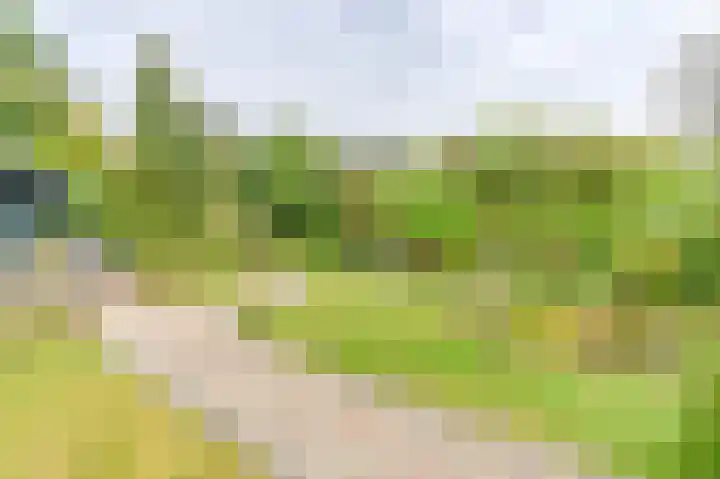 Wollegras 12 Valthermond thumbnail 56