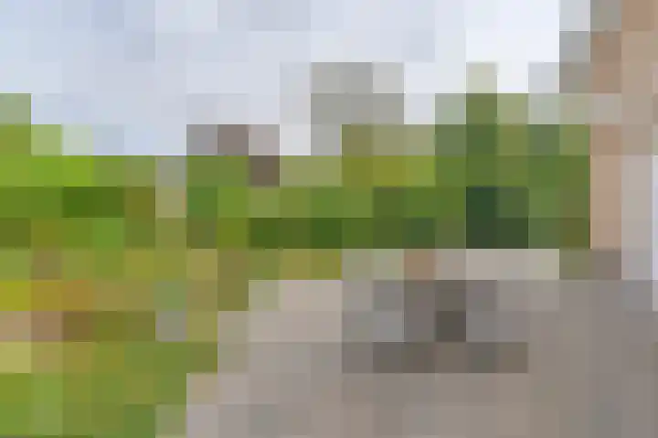 Wollegras 12 Valthermond thumbnail 59