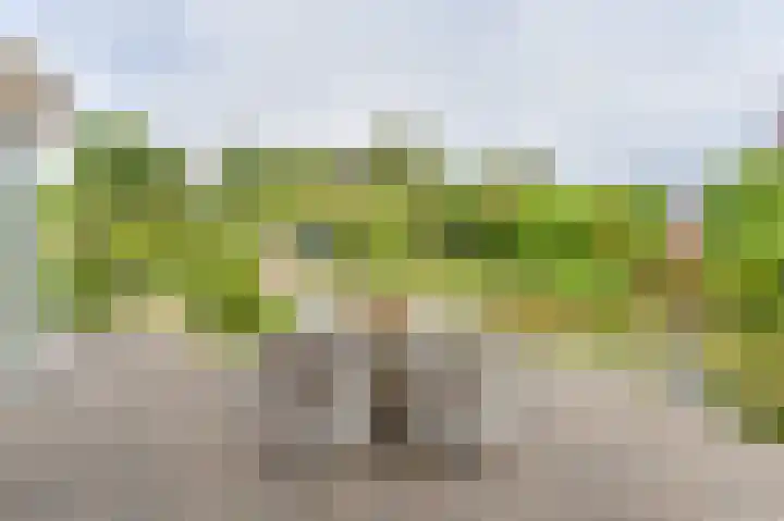 Wollegras 12 Valthermond thumbnail 60