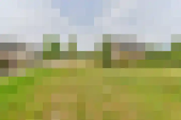 Wollegras 12 Valthermond thumbnail 63
