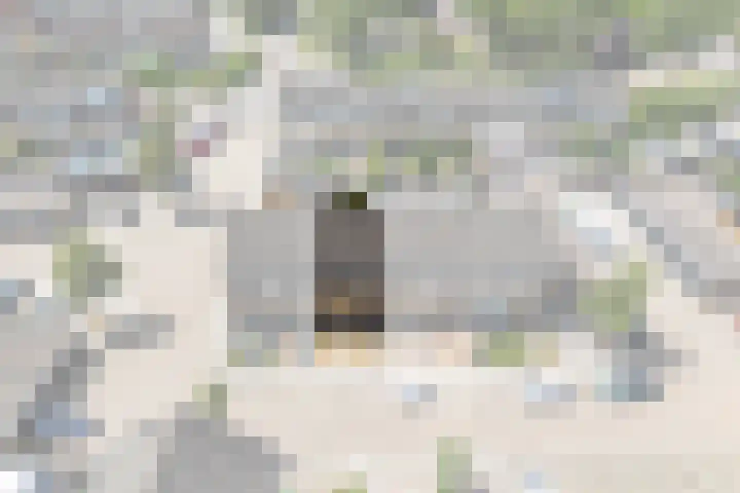 Wollegras 16 Kampen thumbnail 15