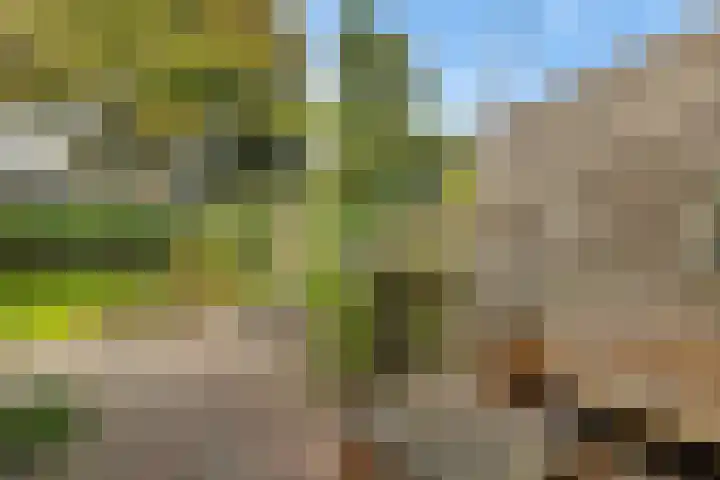 Wollegras 16 Nieuw-Buinen thumbnail 31