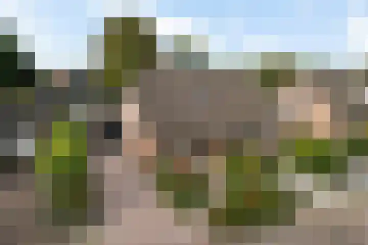 Wollegras 16 Nieuw-Buinen thumbnail 37