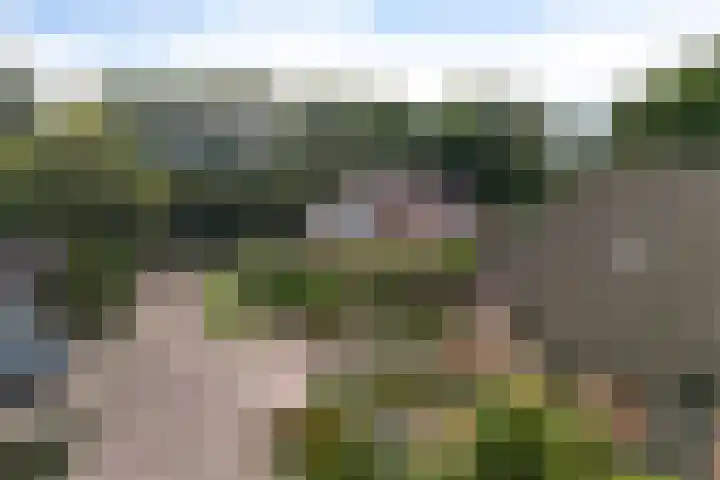 Wollegras 16 Nieuw-Buinen thumbnail 38
