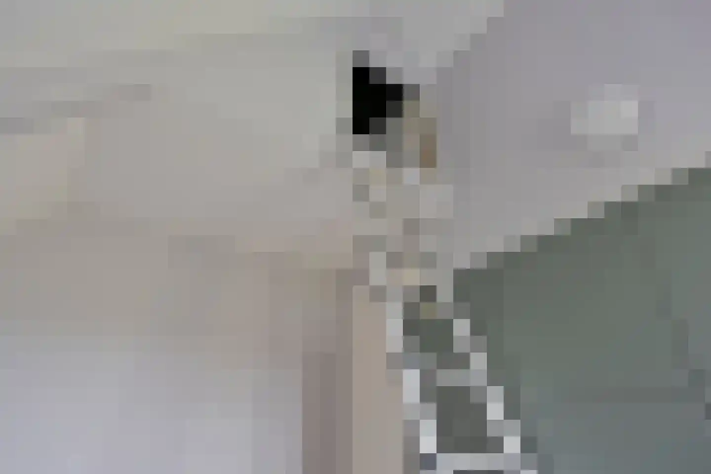 Wollegras 32 Boekel thumbnail 17