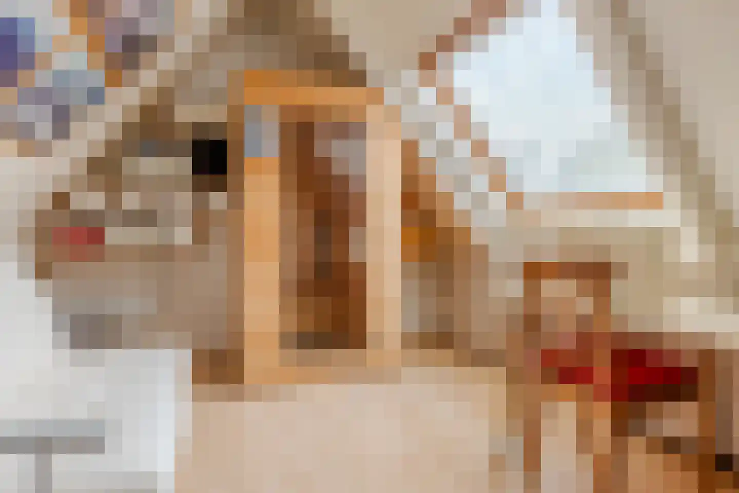 Wollegras 7 Nieuw-Buinen thumbnail 32