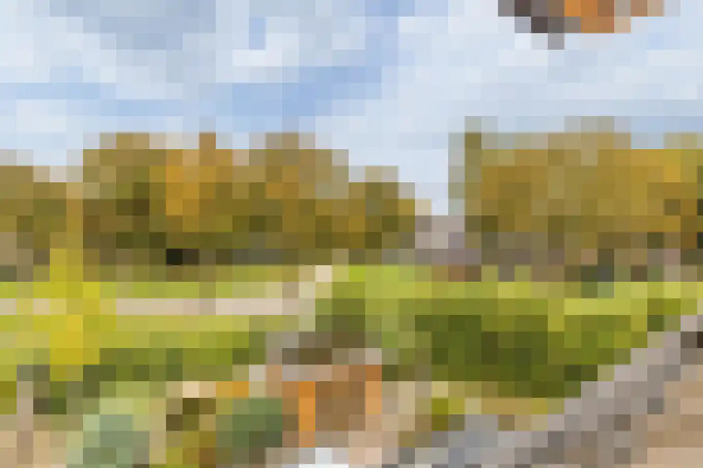 Wollegras 7 Nieuw-Buinen thumbnail 33