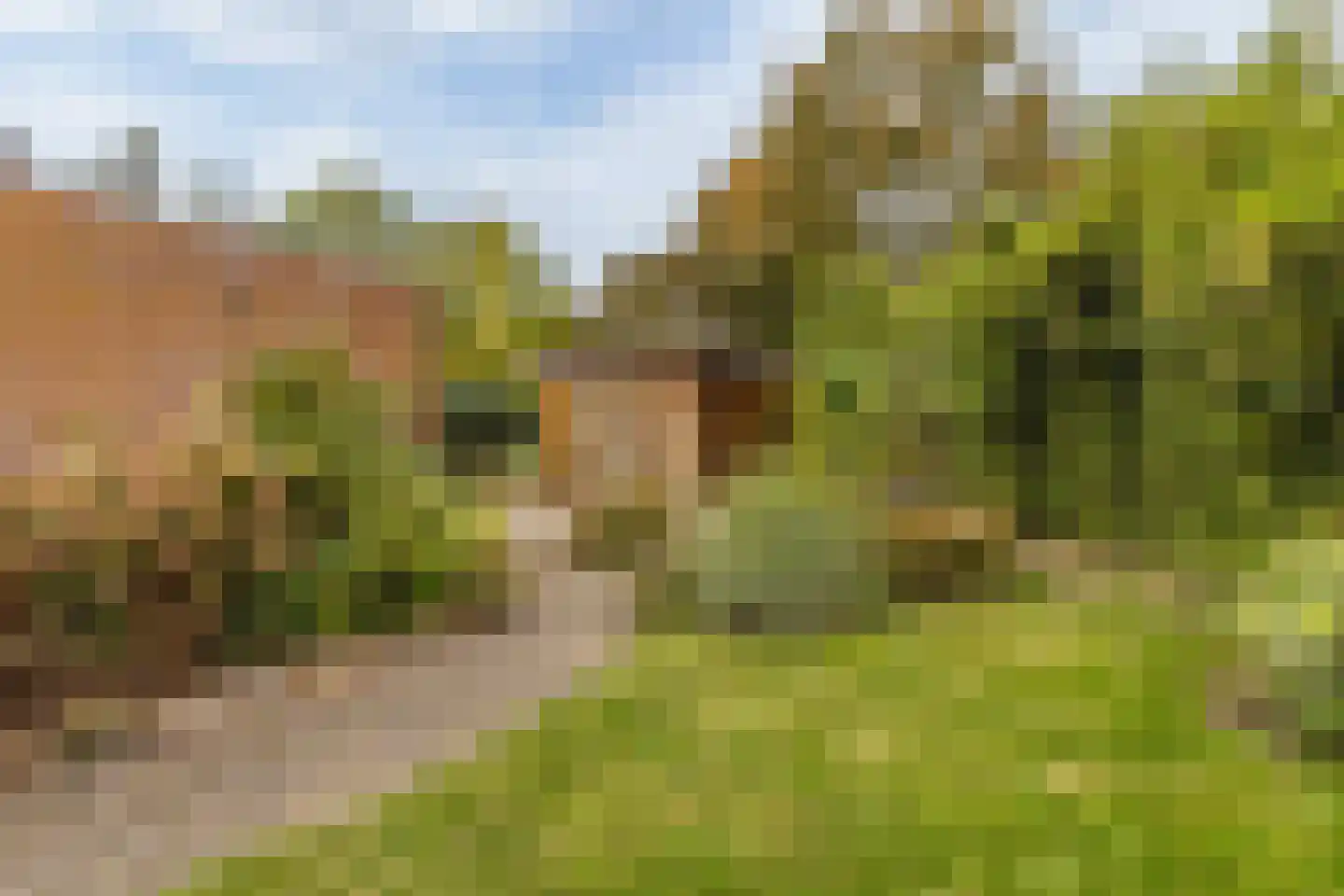 Wollegras 7 Nieuw-Buinen thumbnail 35
