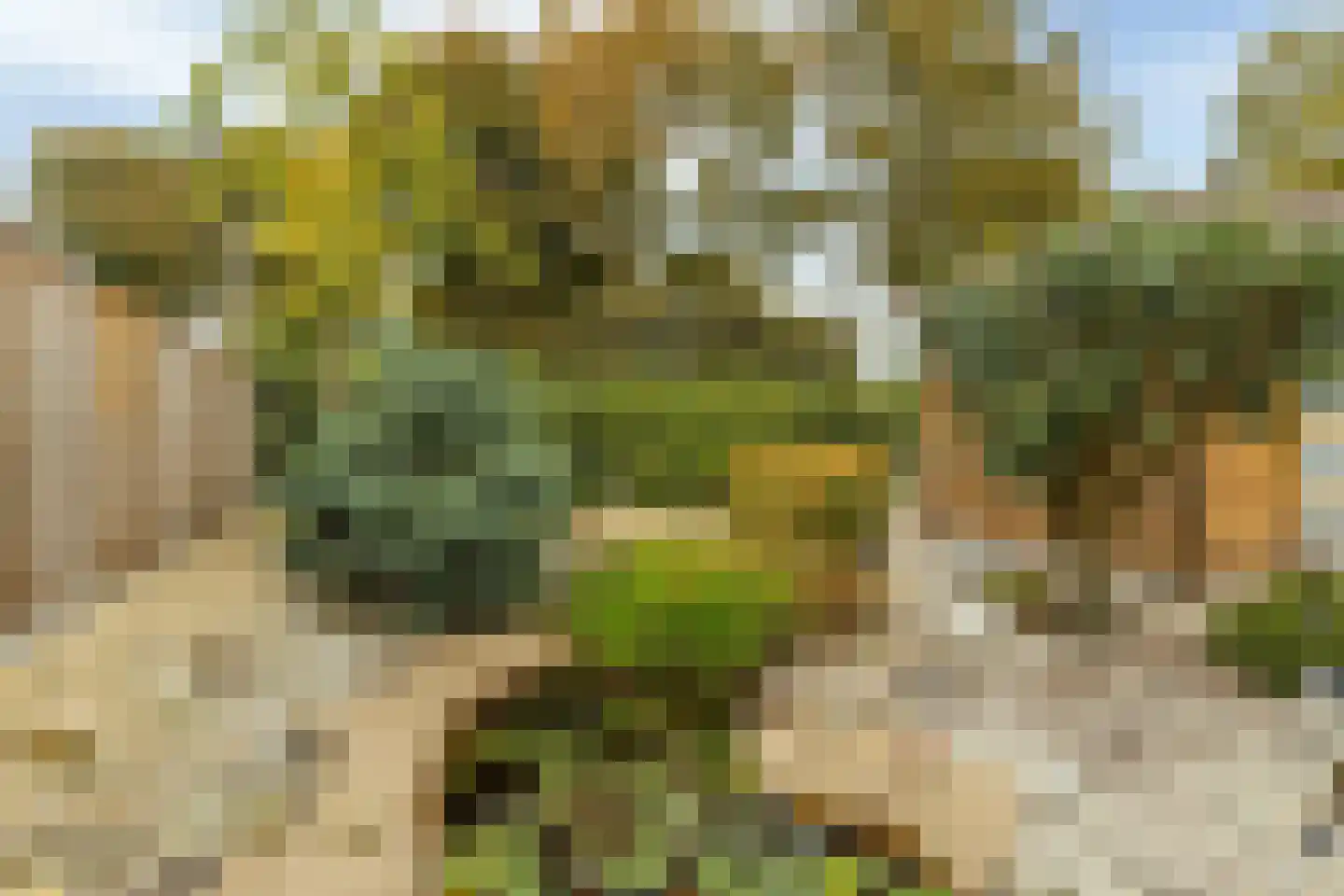 Wollegras 7 Nieuw-Buinen thumbnail 37
