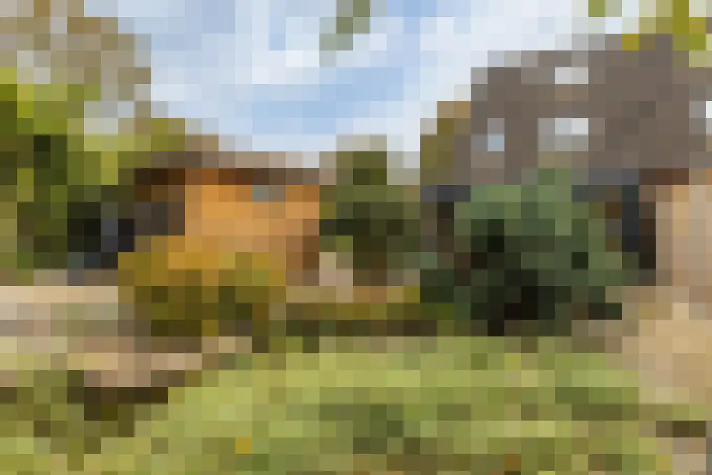 Wollegras 7 Nieuw-Buinen thumbnail 38