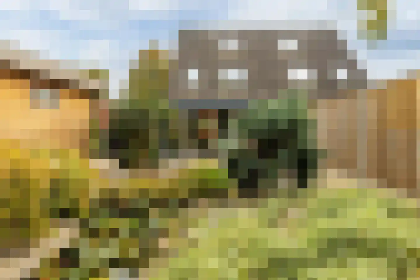 Wollegras 7 Nieuw-Buinen thumbnail 39
