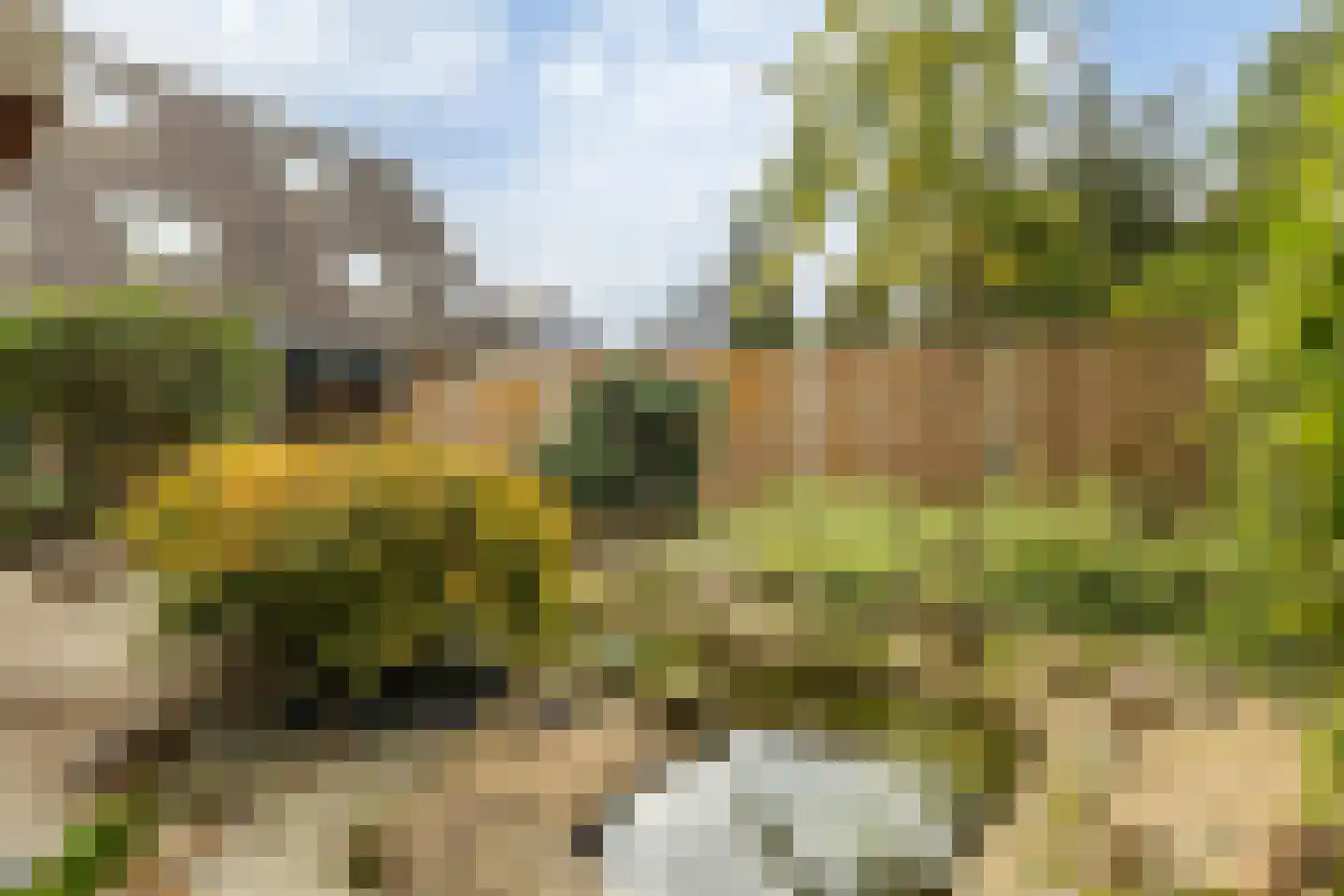 Wollegras 7 Nieuw-Buinen thumbnail 40