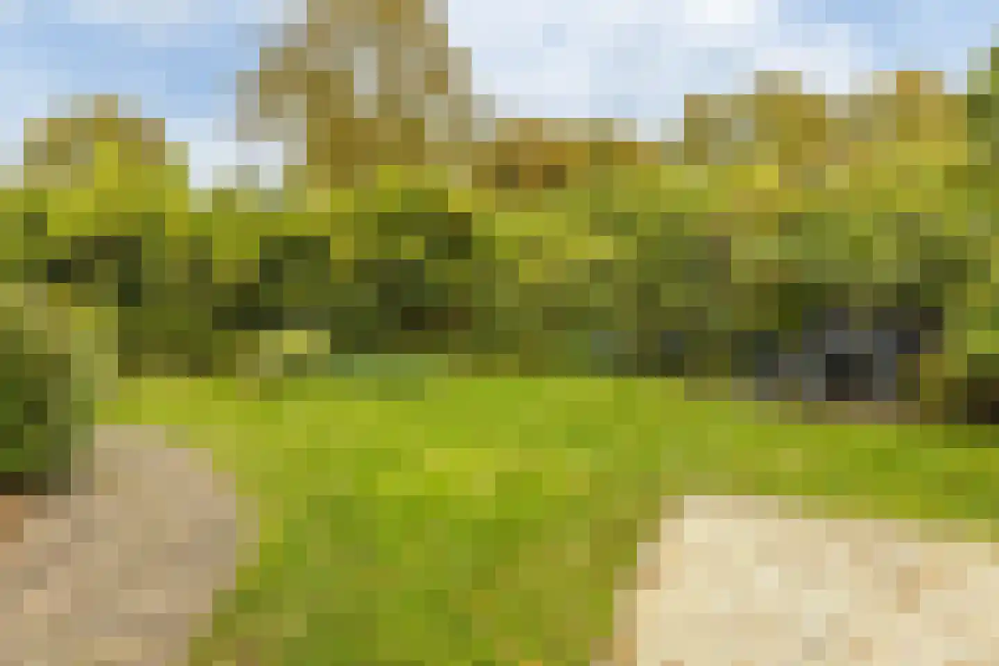 Wollegras 7 Nieuw-Buinen thumbnail 43