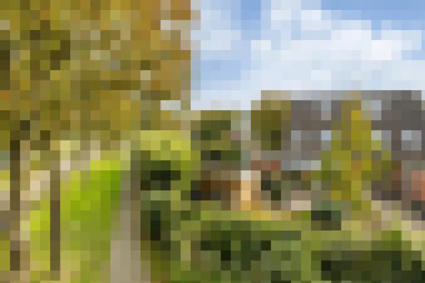 Wollegras 7 Nieuw-Buinen thumbnail 44
