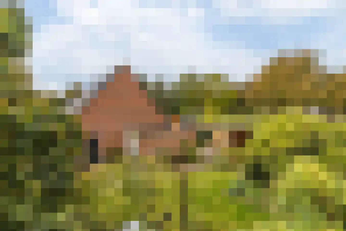 Wollegras 7 Nieuw-Buinen thumbnail 46