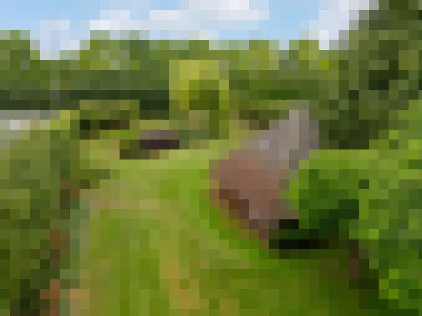 Wolput 83 A Vlijmen thumbnail 65