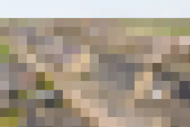 Wolsmastate 19 Ouwsterhaule thumbnail 33