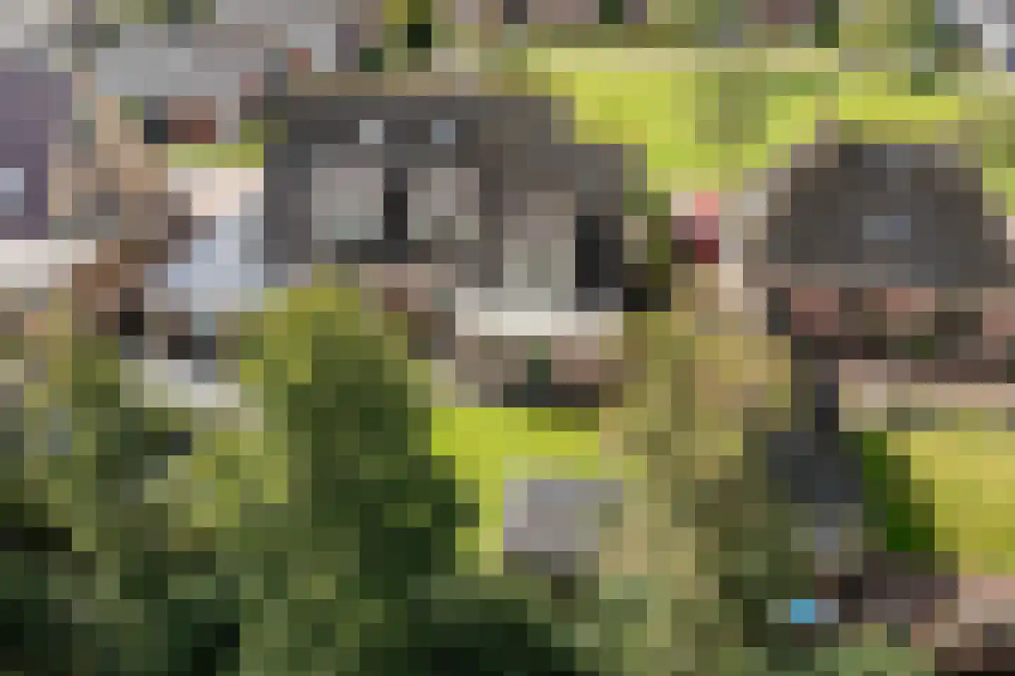 Wolsmastate 9 Ouwsterhaule thumbnail 45
