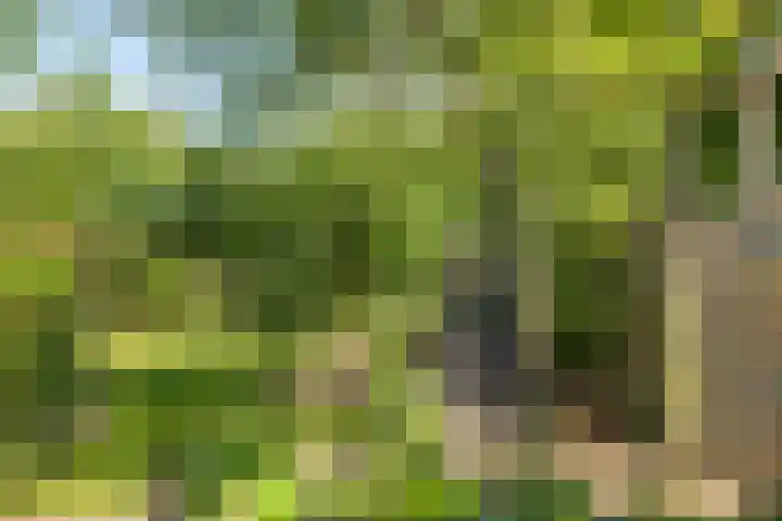 Wolvegasterweg 5 Oudeschoot thumbnail 25