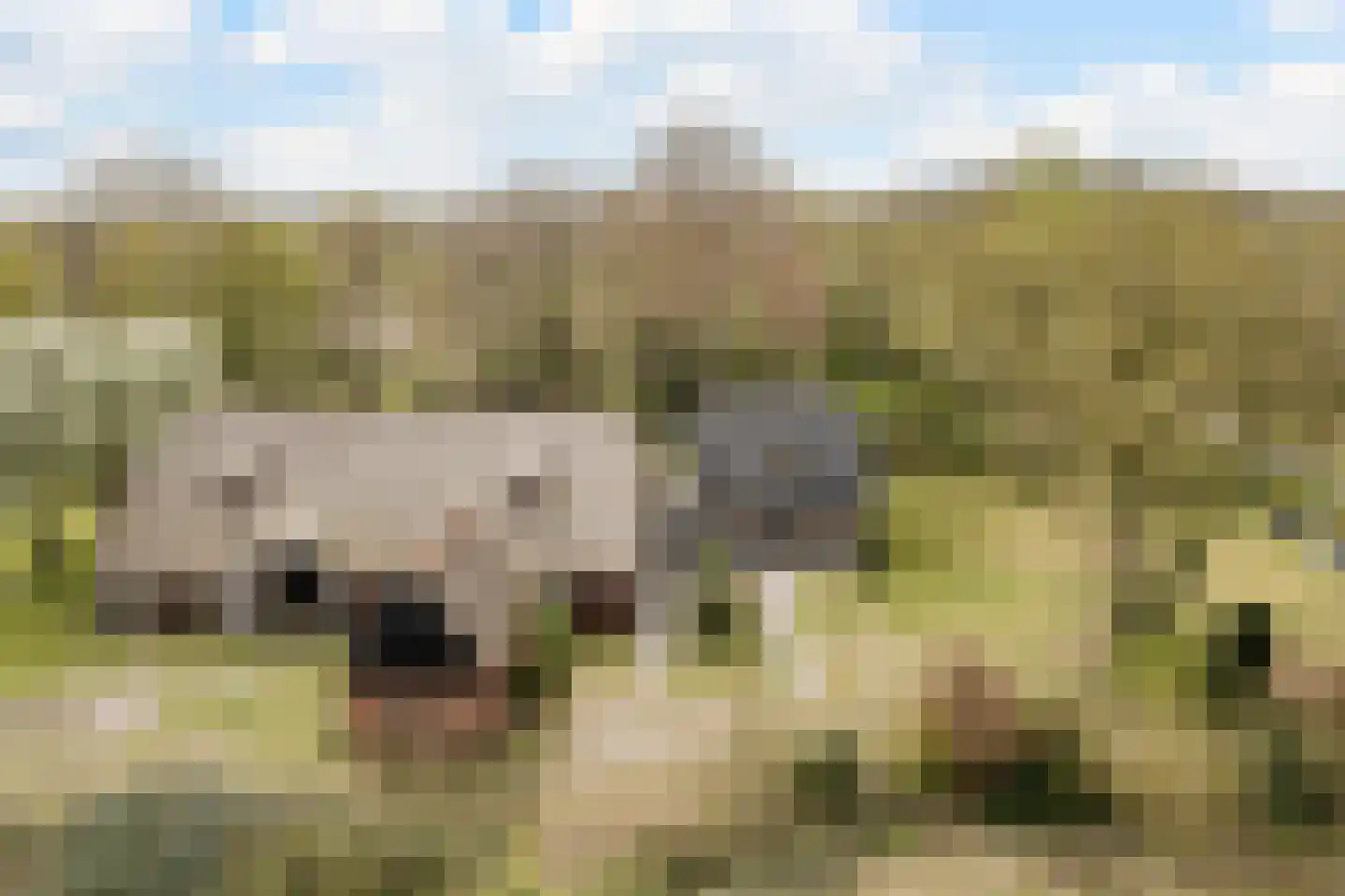 Wolvegasterweg 51 Oldeberkoop thumbnail 4