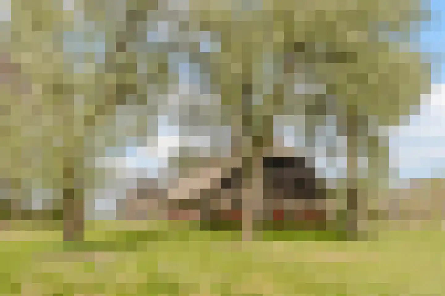 Wolvegasterweg 51 Oldeberkoop thumbnail 56